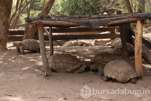 Kaplumbağalara ait bir köy: Keur Mbonatt Yi
