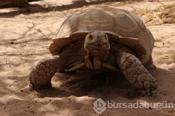 Kaplumbağalara ait bir köy: Keur Mbonatt Yi
