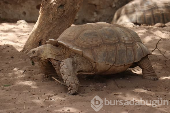 Kaplumbağalara ait bir köy: Keur Mbonatt Yi
