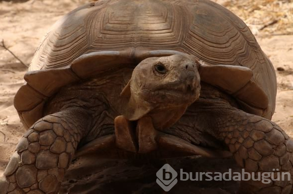 Kaplumbağalara ait bir köy: Keur Mbonatt Yi
