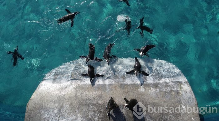 Bahar havasında penguenlerin beslenme keyfi

