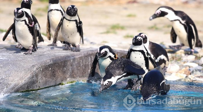 Bahar havasında penguenlerin beslenme keyfi
