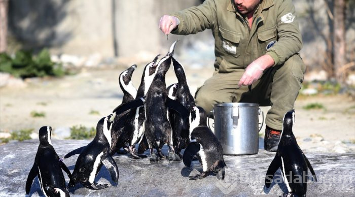 Bahar havasında penguenlerin beslenme keyfi

