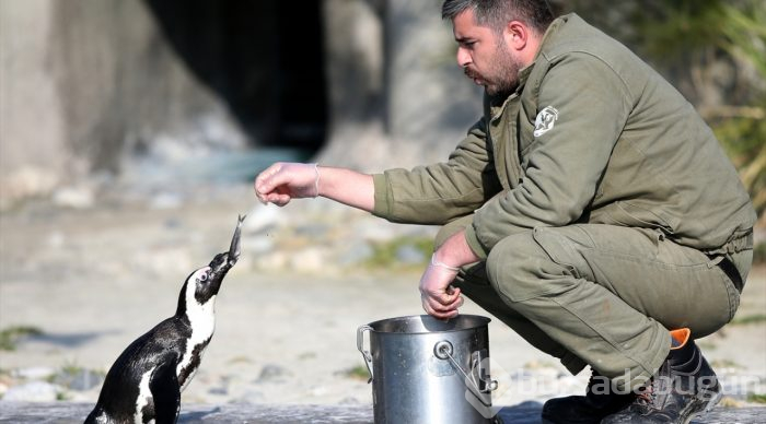 Bahar havasında penguenlerin beslenme keyfi
