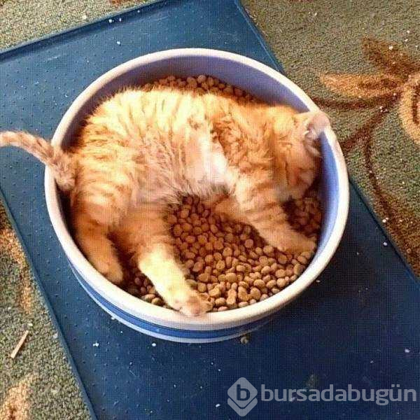 Günün en çok paylaşılan fotoğrafları (21.02.2019)
