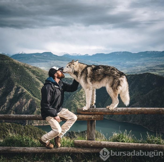 Instagram'ın parlayan yıldızı: Sibirya kurdu Loki