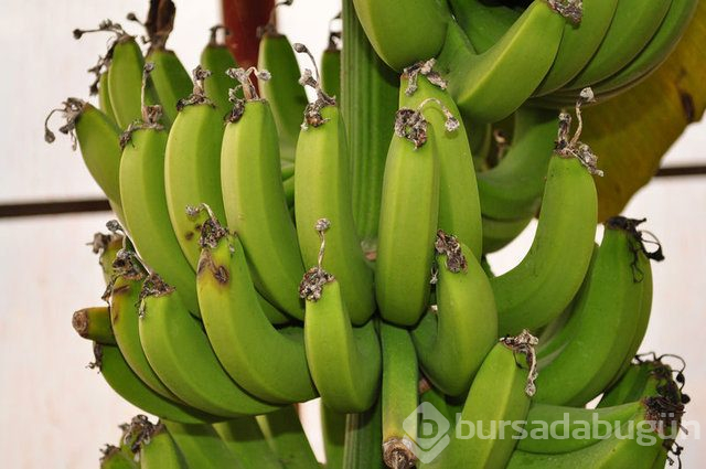 Benekli muz faydalı mı?
