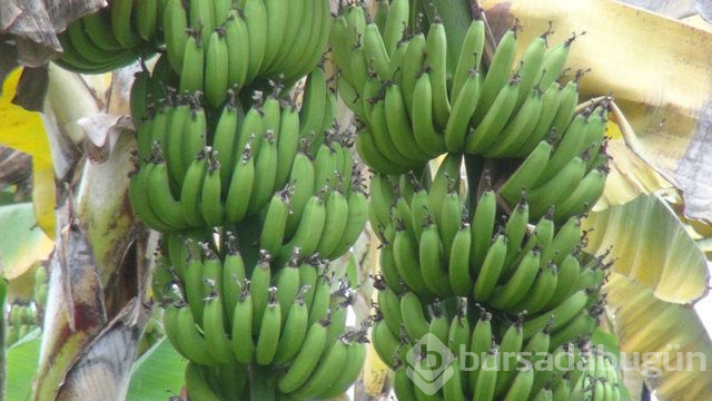 Benekli muz faydalı mı?
