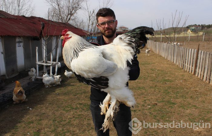 Hobi olarak başladı, 7 ülkeye yumurta gönderiyor
