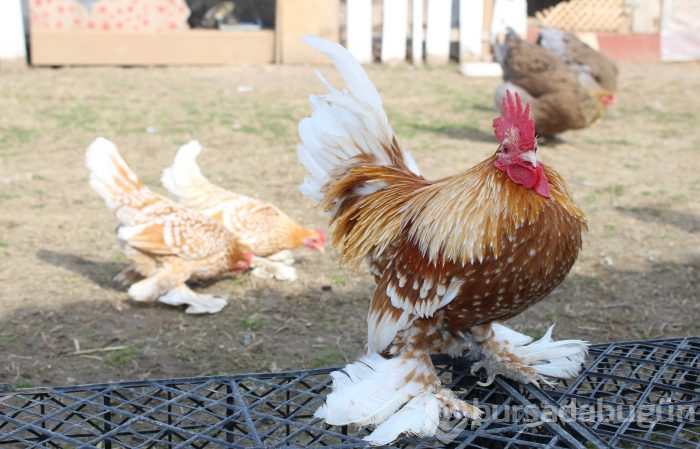 Hobi olarak başladı, 7 ülkeye yumurta gönderiyor
