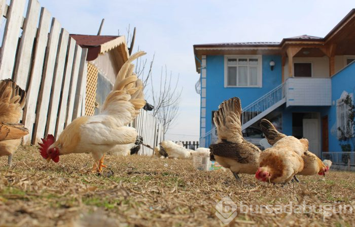 Hobi olarak başladı, 7 ülkeye yumurta gönderiyor
