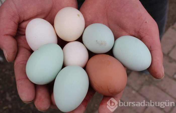 Hobi olarak başladı, 7 ülkeye yumurta gönderiyor
