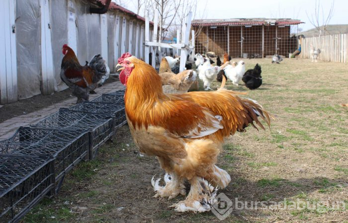 Hobi olarak başladı, 7 ülkeye yumurta gönderiyor
