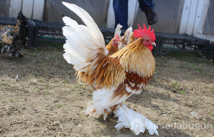 Hobi olarak başladı, 7 ülkeye yumurta gönderiyor
