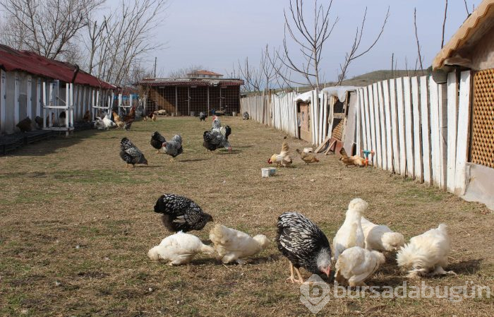 Hobi olarak başladı, 7 ülkeye yumurta gönderiyor
