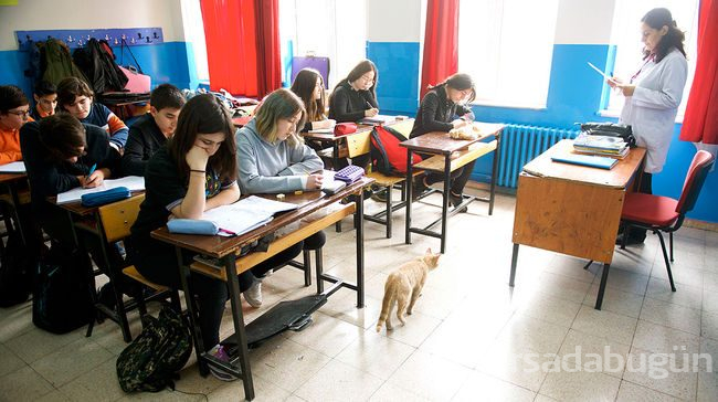 Bu kedinin 623 sahibi var!
