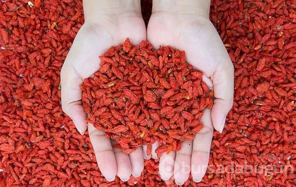 Kendisi küçük, faydası büyük meyve goji berry
