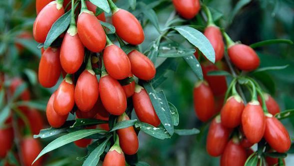 Kendisi küçük, faydası büyük meyve goji berry
