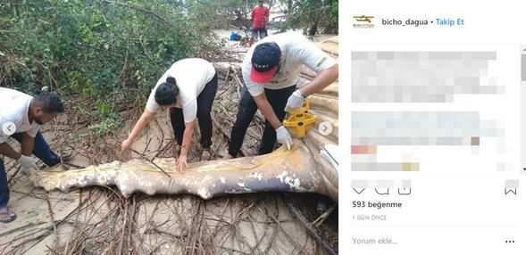 Ormanda bulunan balina bilim dünyasını şaşkına çevirdi

