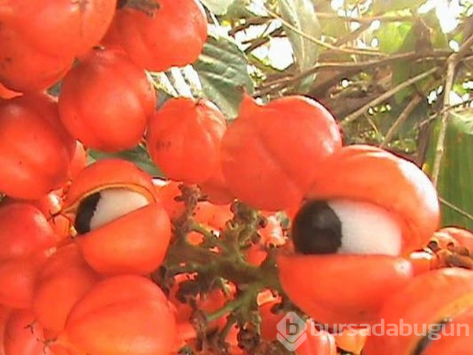 Zayıflamada en yeni yardımcımız guarana hakkında bilmeniz gereken 10 şey
