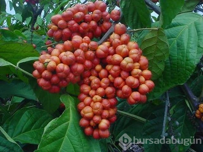 Zayıflamada en yeni yardımcımız guarana hakkında bilmeniz gereken 10 şey
