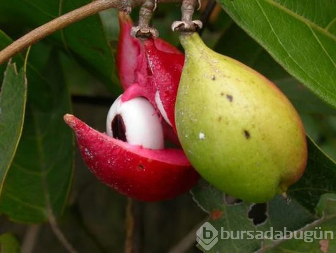 Zayıflamada en yeni yardımcımız guarana hakkında bilmeniz gereken 10 şey
