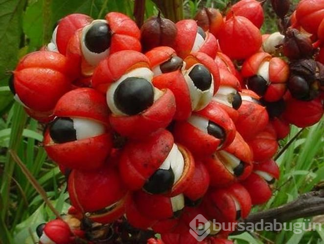 Zayıflamada en yeni yardımcımız guarana hakkında bilmeniz gereken 10 şey
