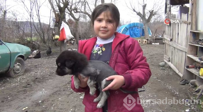 Aslan görünümlü köpek yavrusu
