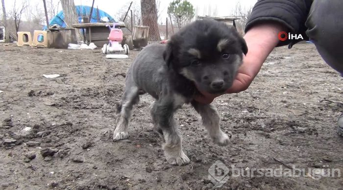 Aslan görünümlü köpek yavrusu
