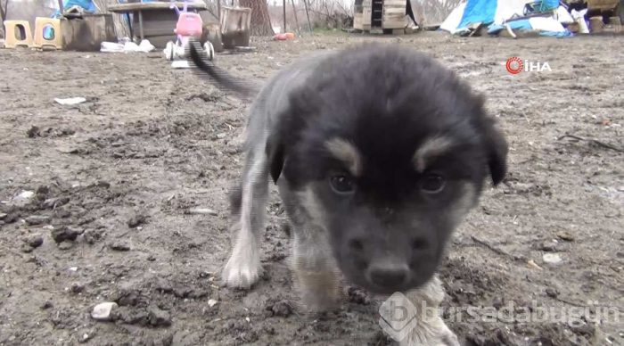 Aslan görünümlü köpek yavrusu
