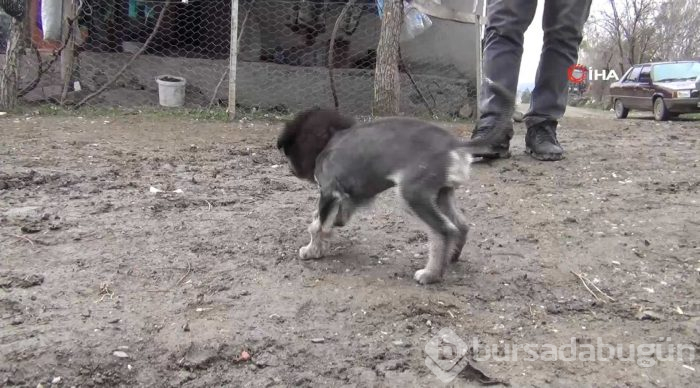 Aslan görünümlü köpek yavrusu
