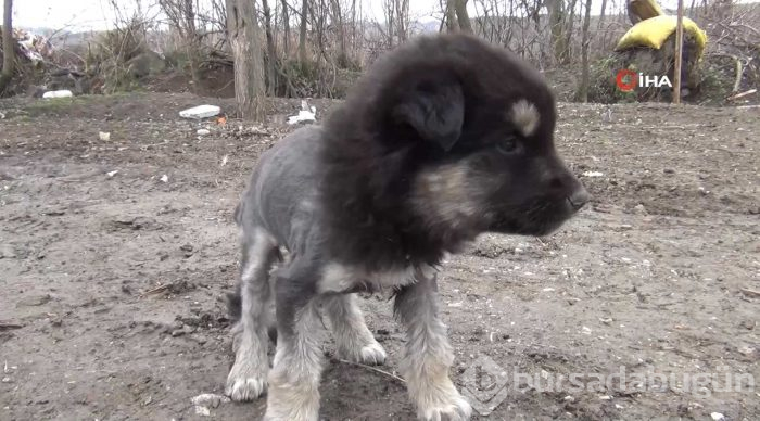 Aslan görünümlü köpek yavrusu

