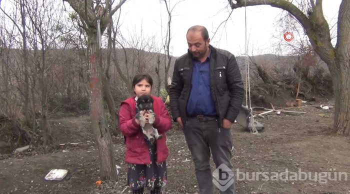 Aslan görünümlü köpek yavrusu
