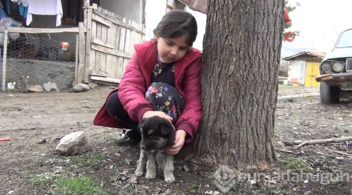 Aslan görünümlü köpek yavrusu
