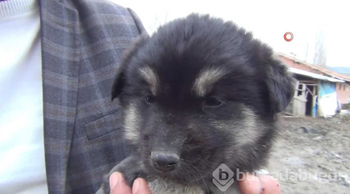 Aslan görünümlü köpek yavrusu
