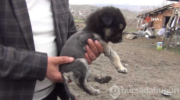 Aslan görünümlü köpek yavrusu
