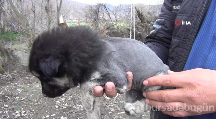 Aslan görünümlü köpek yavrusu

