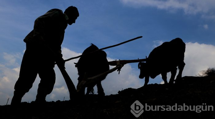 70'lik dede tarlasını kara saban ile sürüyor

