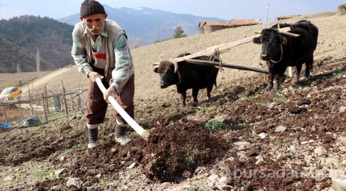 70'lik dede tarlasını kara saban ile sürüyor
