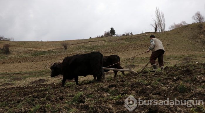 70'lik dede tarlasını kara saban ile sürüyor
