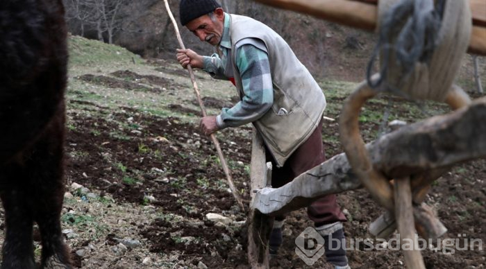 70'lik dede tarlasını kara saban ile sürüyor
