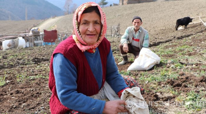 70'lik dede tarlasını kara saban ile sürüyor
