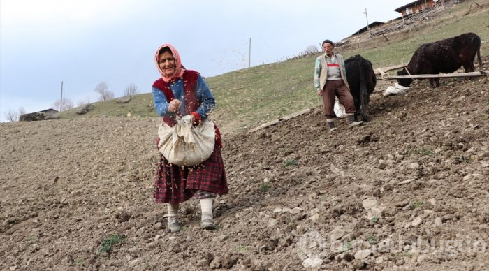 70'lik dede tarlasını kara saban ile sürüyor
