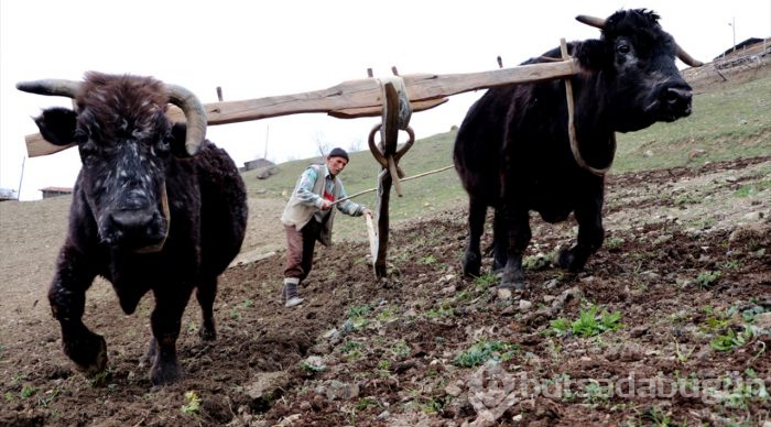 70'lik dede tarlasını kara saban ile sürüyor
