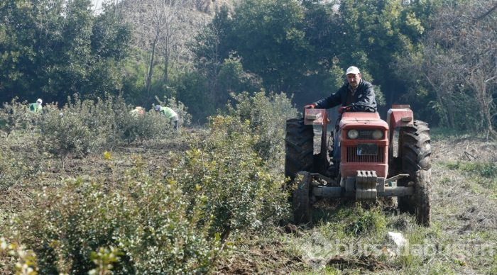 Çeşme Yarımadası'nda yeniden "altın damlayacak"
