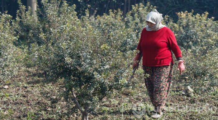 Çeşme Yarımadası'nda yeniden "altın damlayacak"
