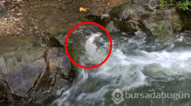 İlkel malzemelerle avladığı koca balığın içinden bakın ne çıktı!
