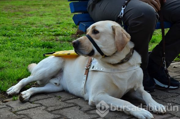 "Bobby" görme engelli gazinin hayatını değiştirdi
