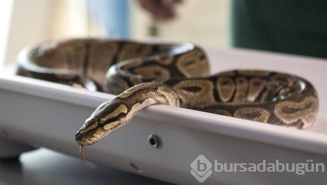 İskoç turist, ayakkabısından çıkan pitonu görünce şoke oldu!