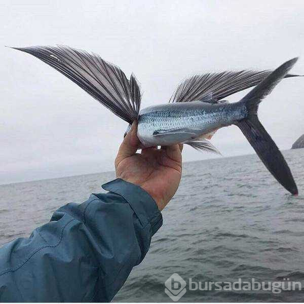 Günün en çok paylaşılan fotoğrafları (28.02.2019)
